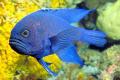Animals/Insects Blue Devilfish